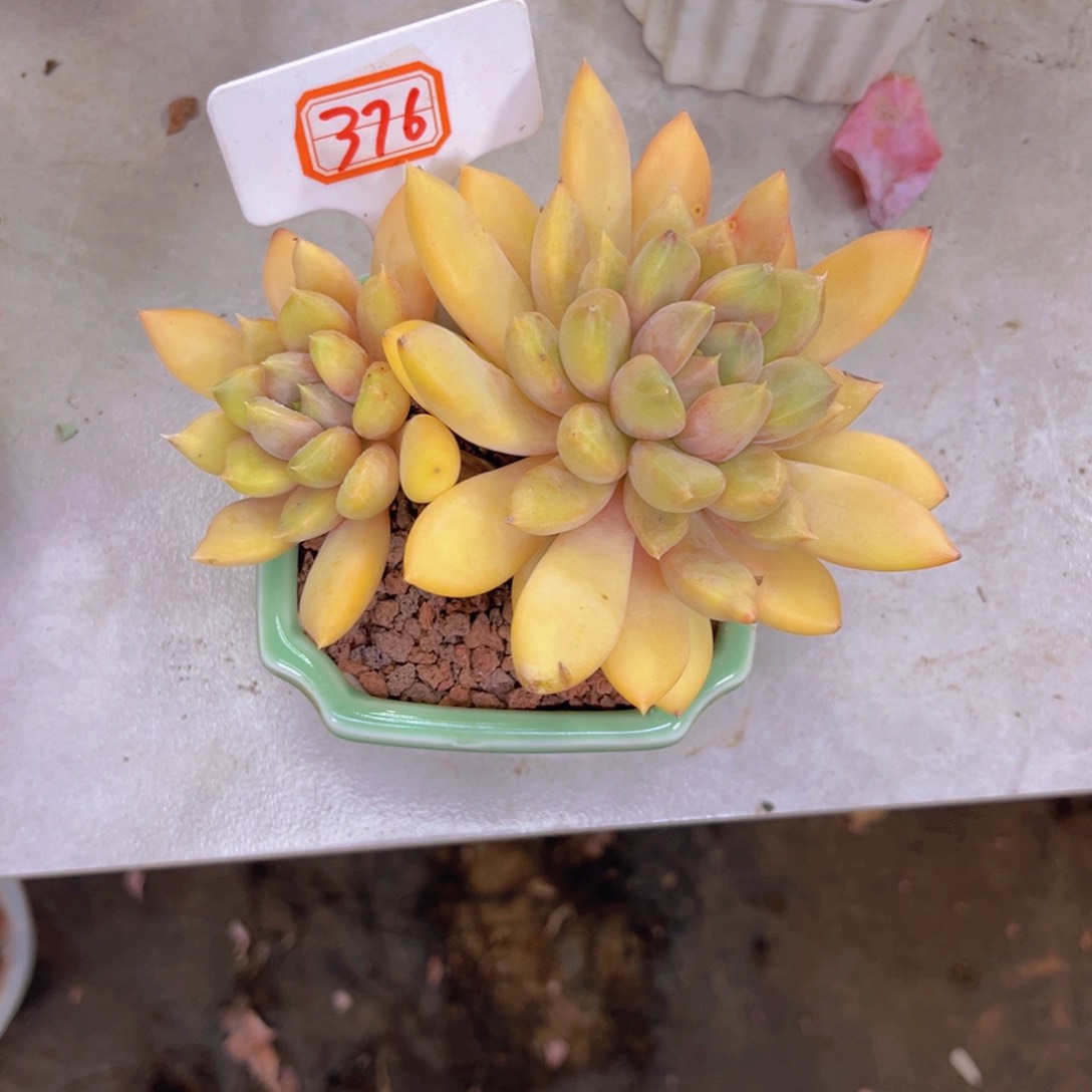 渼*象牙376多肉植物