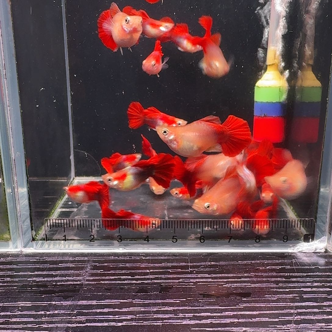 孔雀鱼黄豹种鱼5对