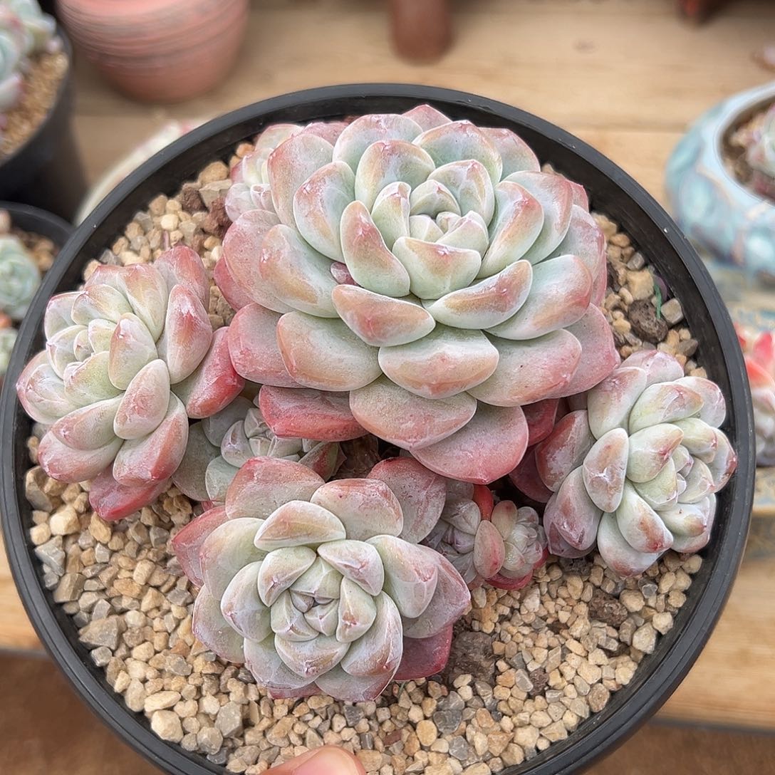 8头粗腿老桩自然群