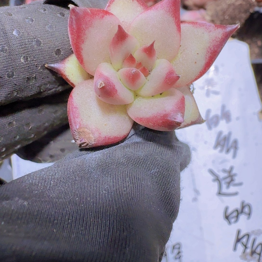 精品血罗两颗一组