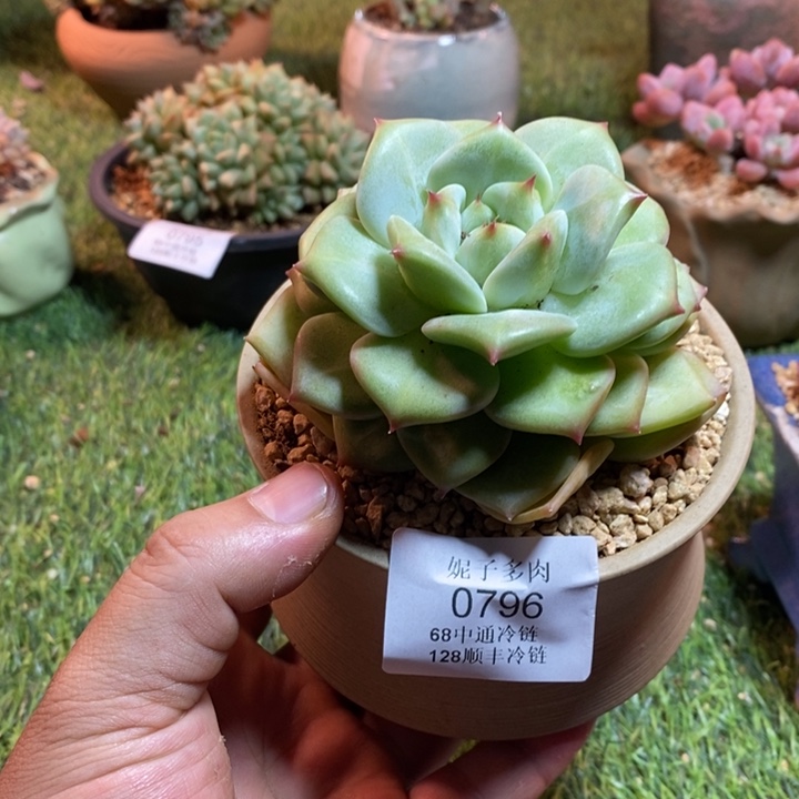 0796啊啊啊啊啊啊啊啊啊啊啊啊