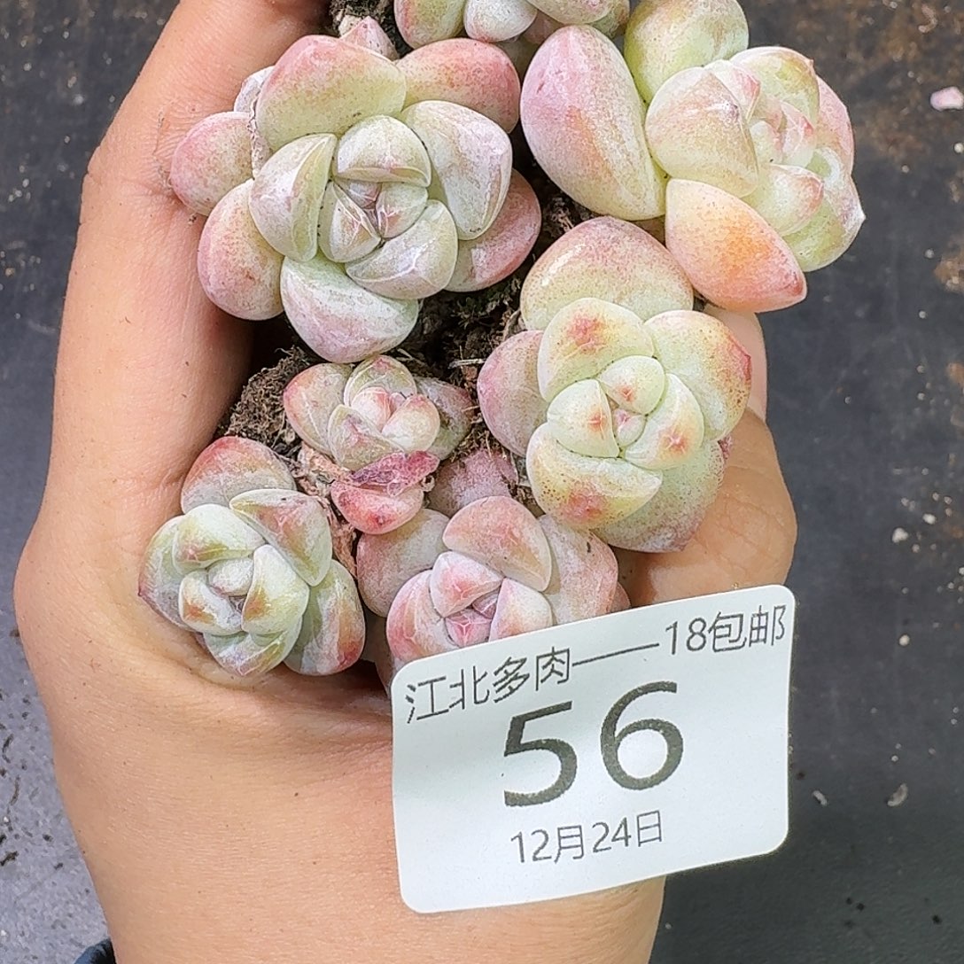 56号到手20颗江北多肉冰玉