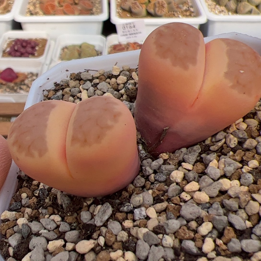 0165号 锦 稳定 多肉植物