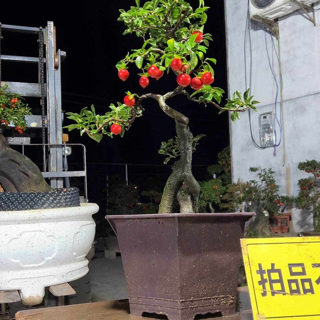 无花朵嫁接金弹子