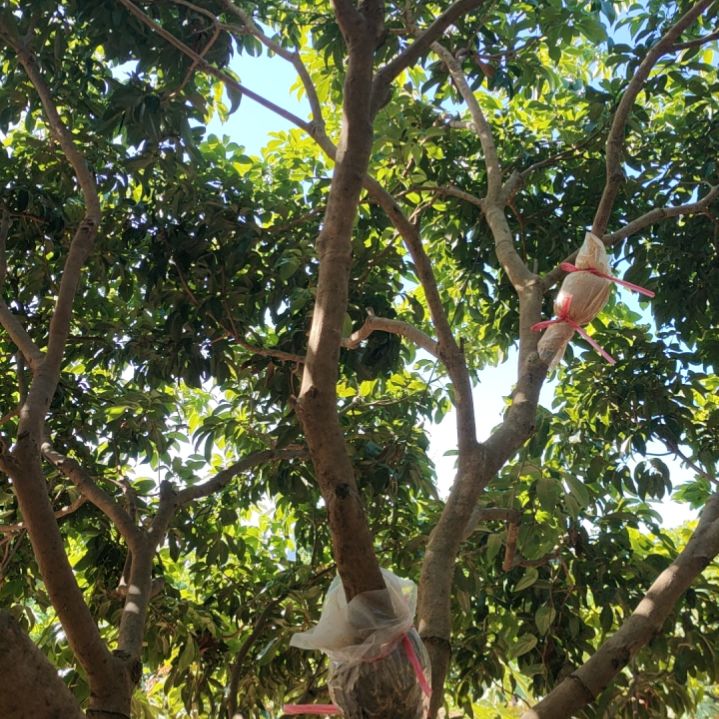 无花朵仙进奉高压苗