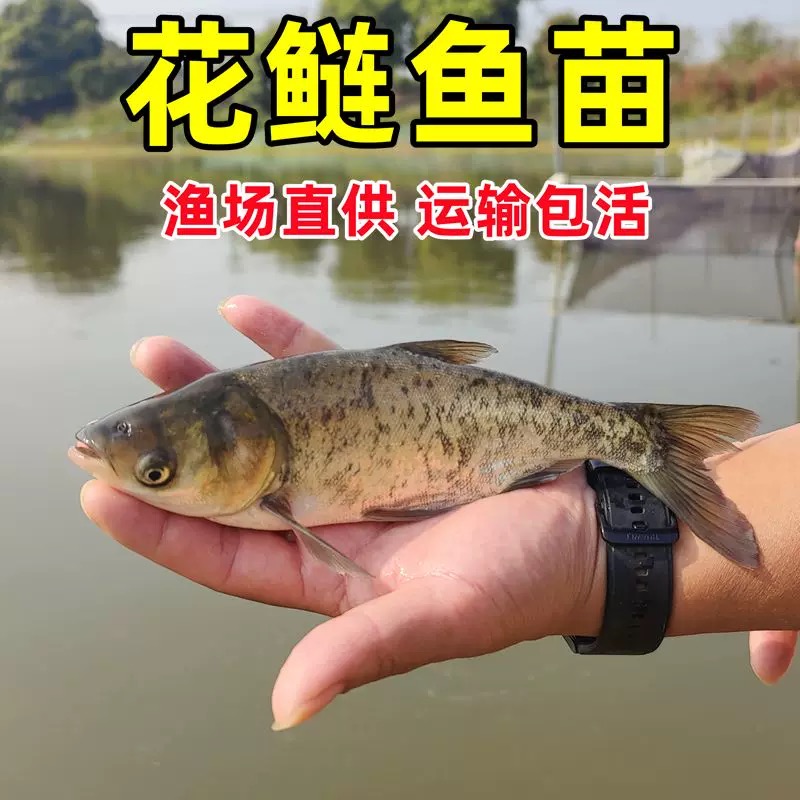 精选花鲢鱼苗种精心培育品质上乘淡水冷水养殖可食用观赏活力满满