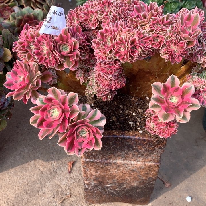 242粉女巫多肉植物