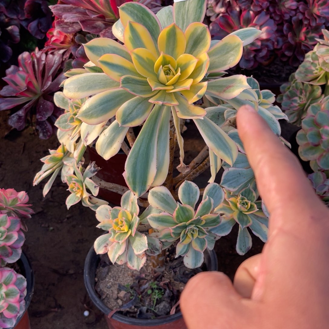 11-29-3灿烂法师锦