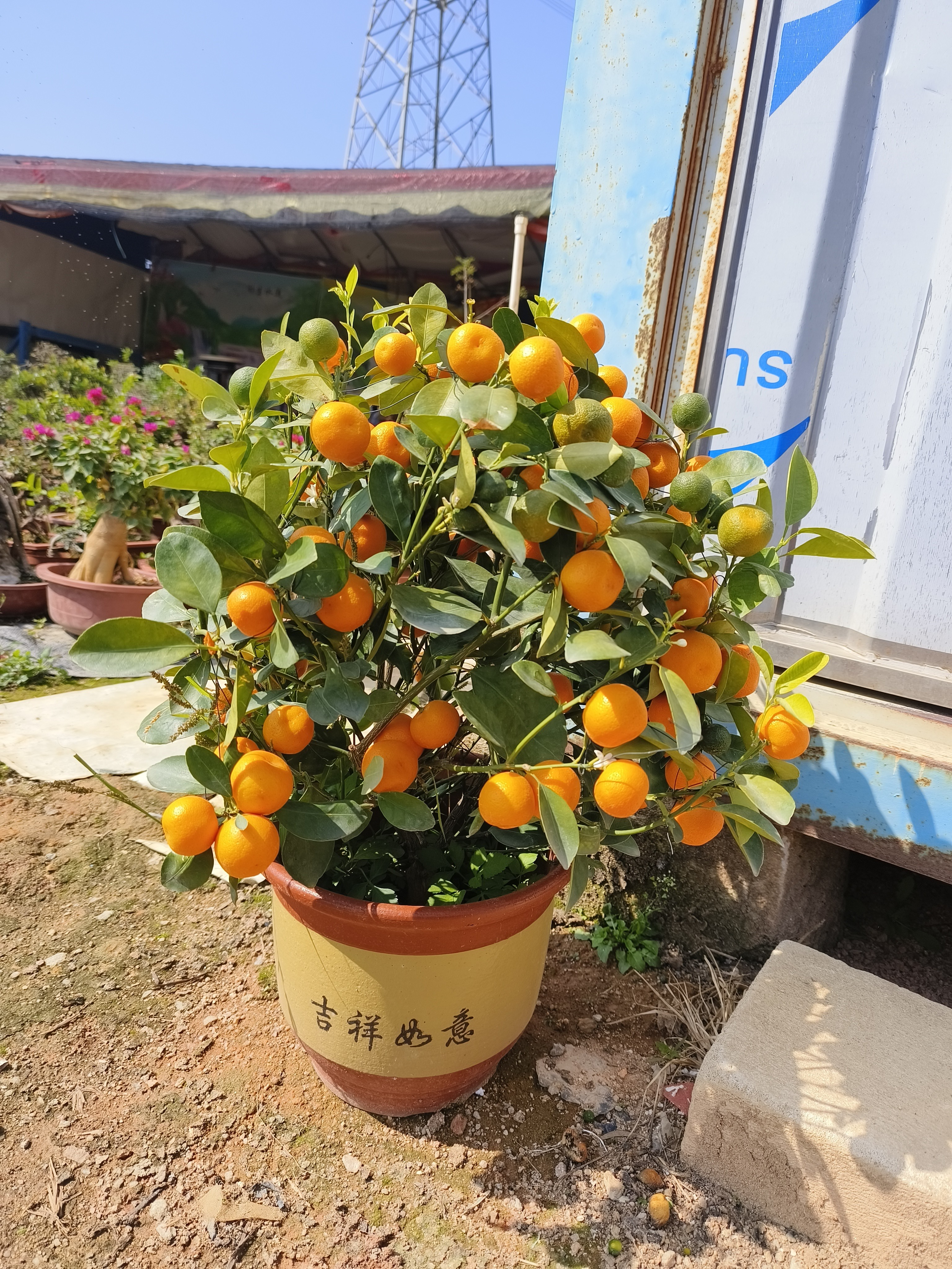 精品盆景白蜡罗汉松
