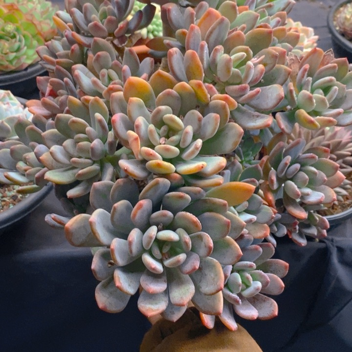 K*n夏悦多肉0210-202灰姑娘