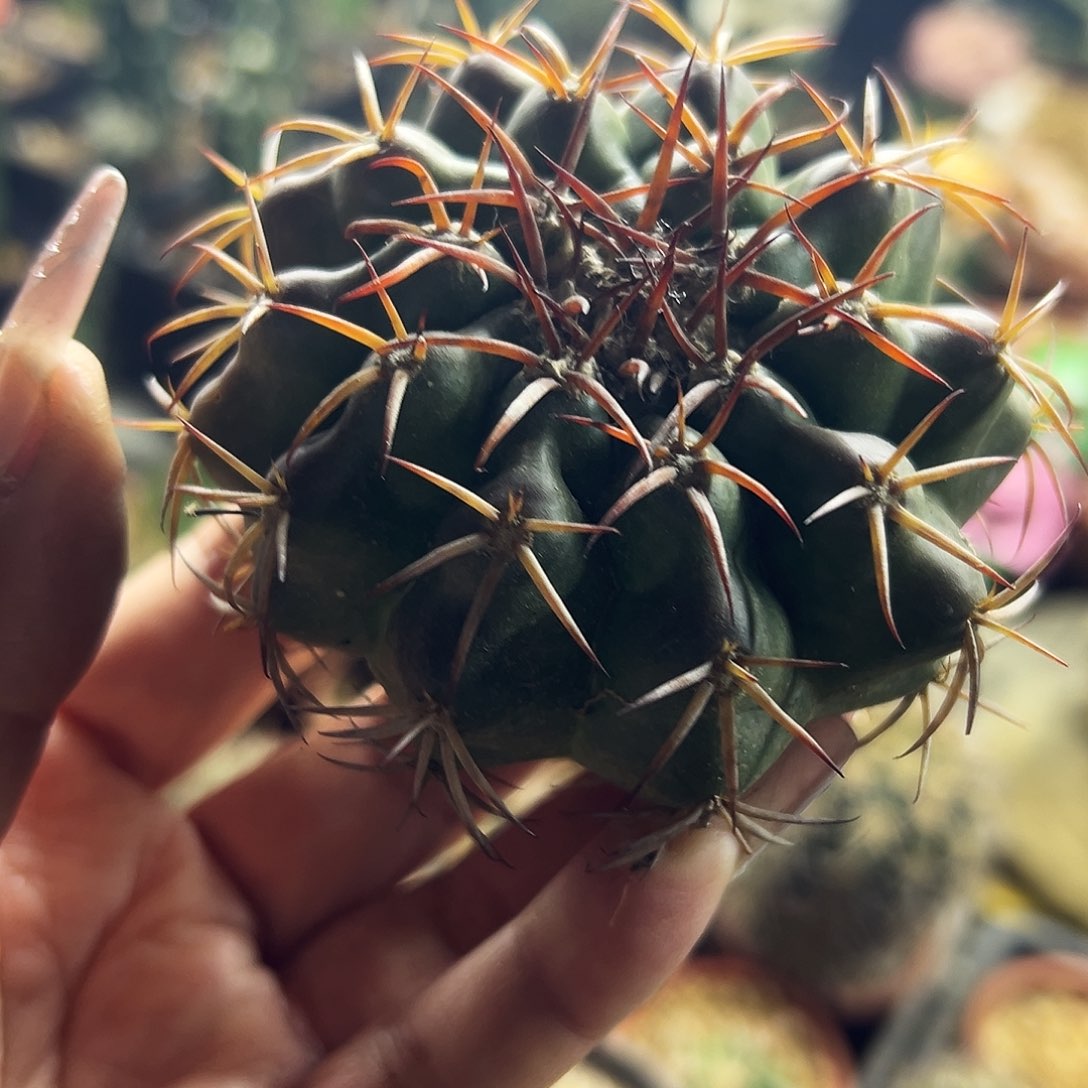 圆盘仙人球1111111111