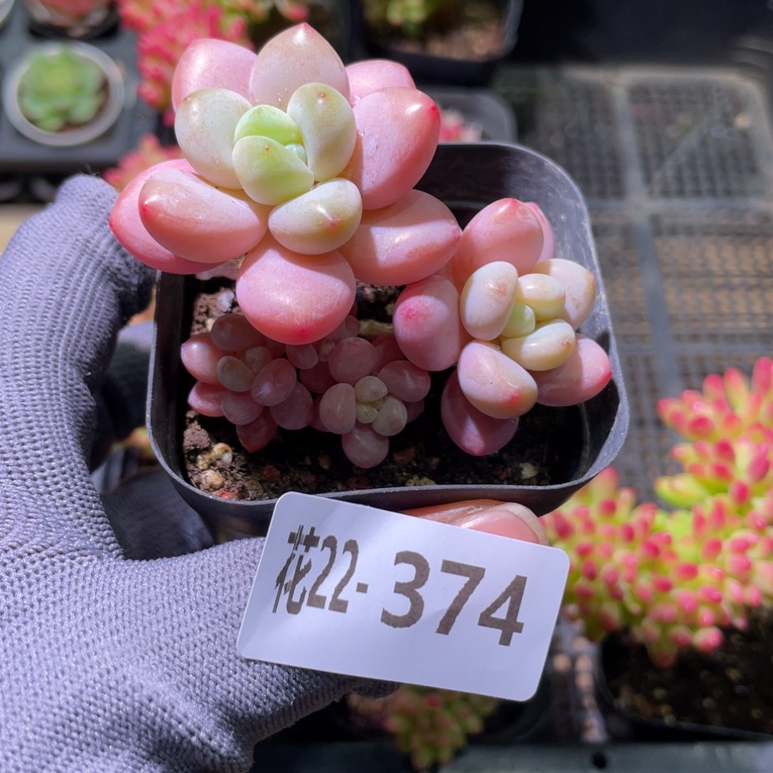 花利美22-374洛神