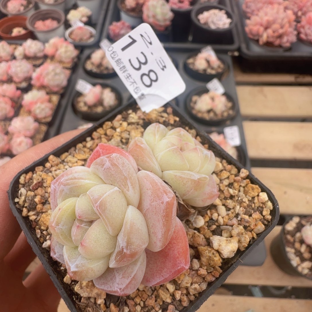 双头冰玉一颗脱土发货