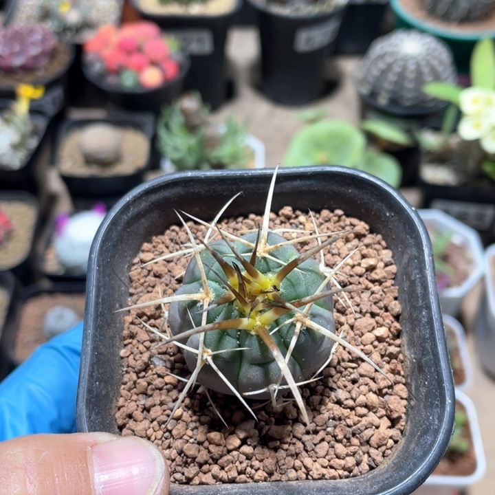 838实生狂刺光琳玉