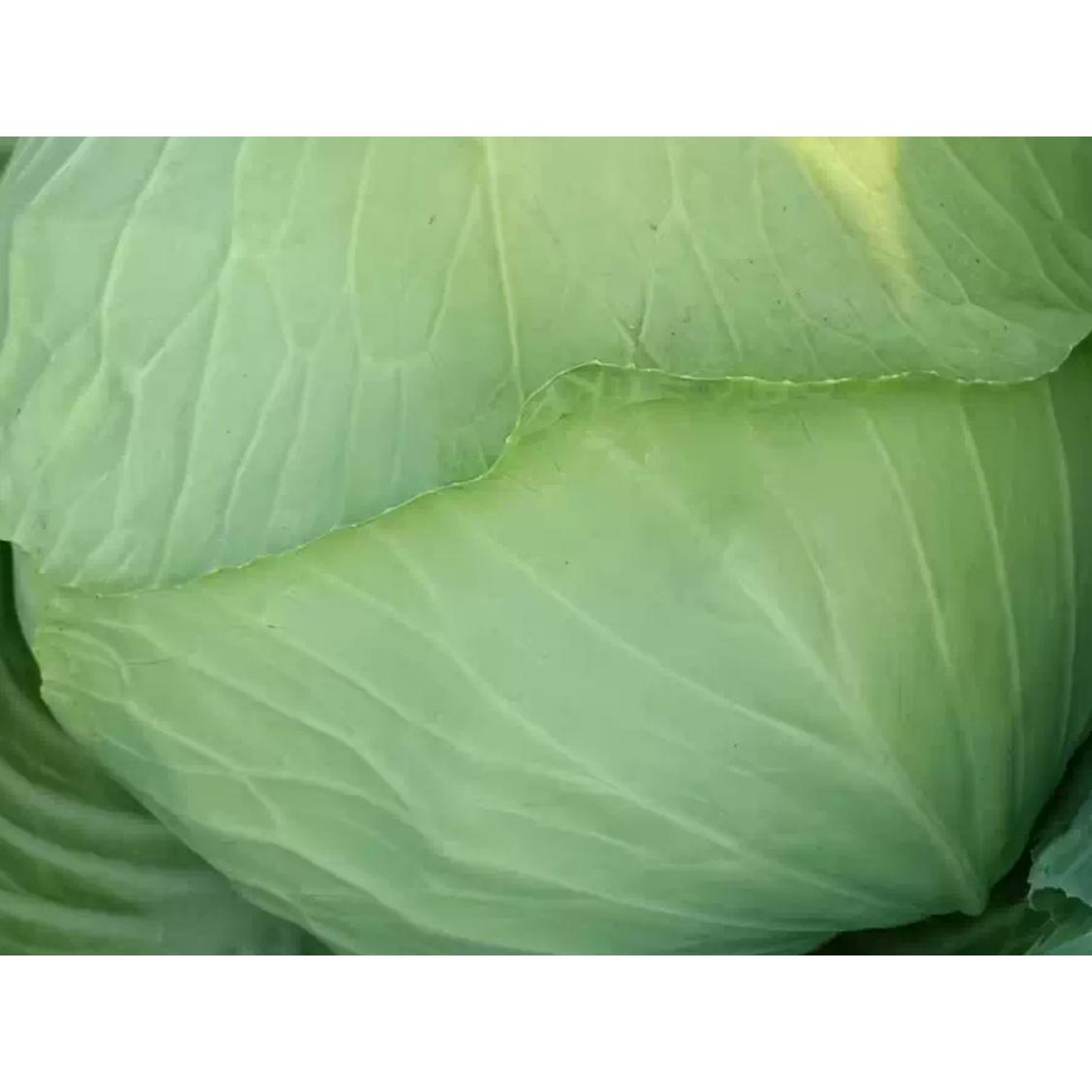 湖北露天霜冻包青新鲜农家青菜甘蓝现摘扁平包菜卷心菜蔬菜白菜
