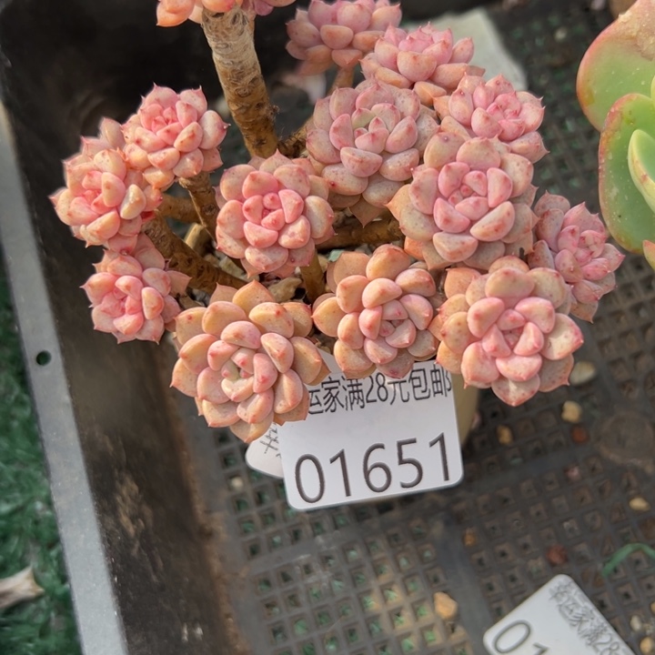 幸运儿是一位非常优秀