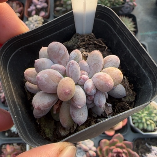 57长叶桃美人缀多肉植物多