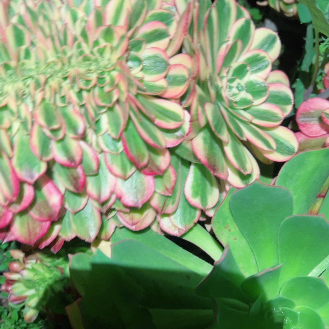 376 号多肉植物法师