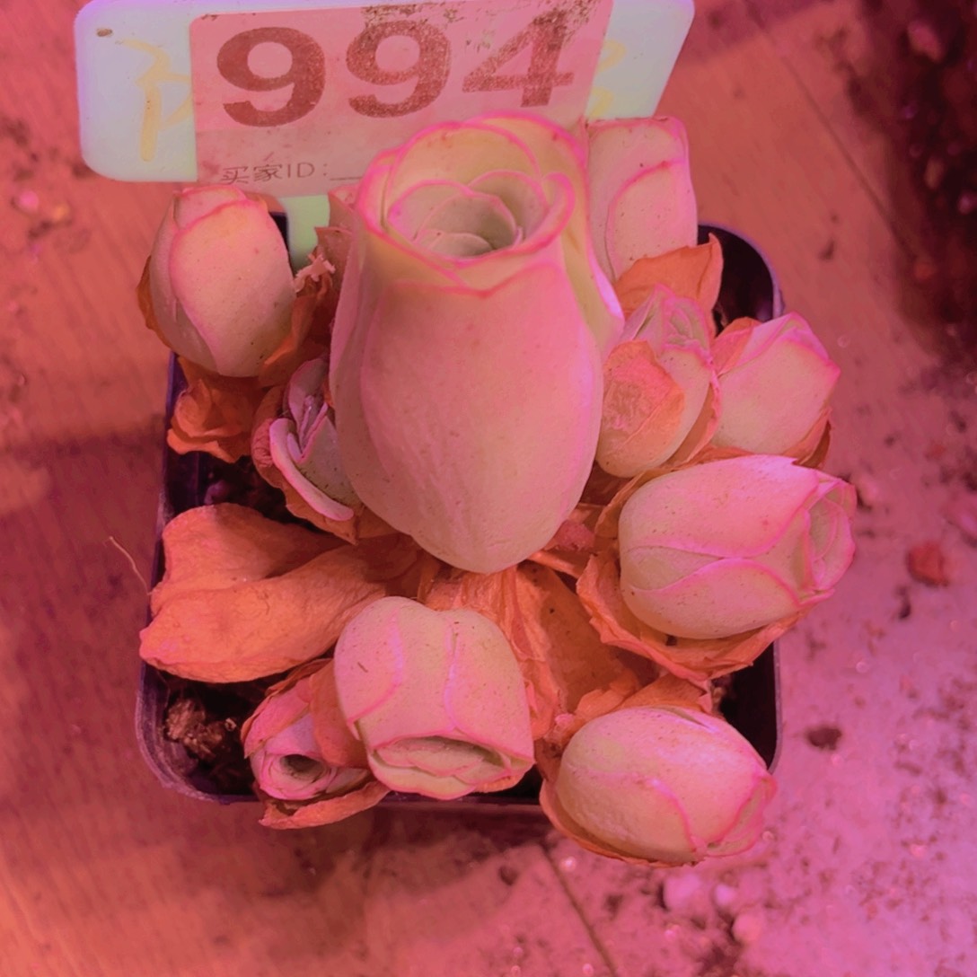 994山地玫瑰粉色