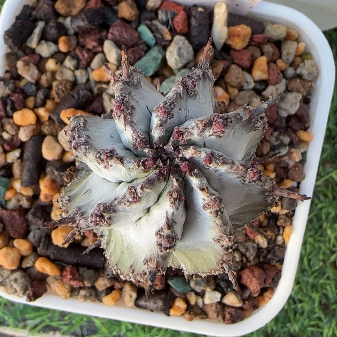 2048脱土发 白衣魁伟玉