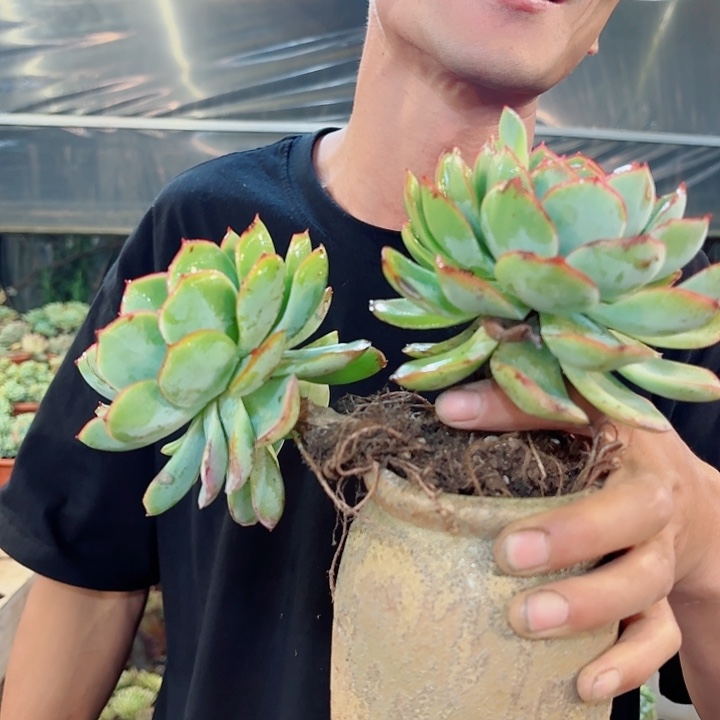 晨露老桩两头起发