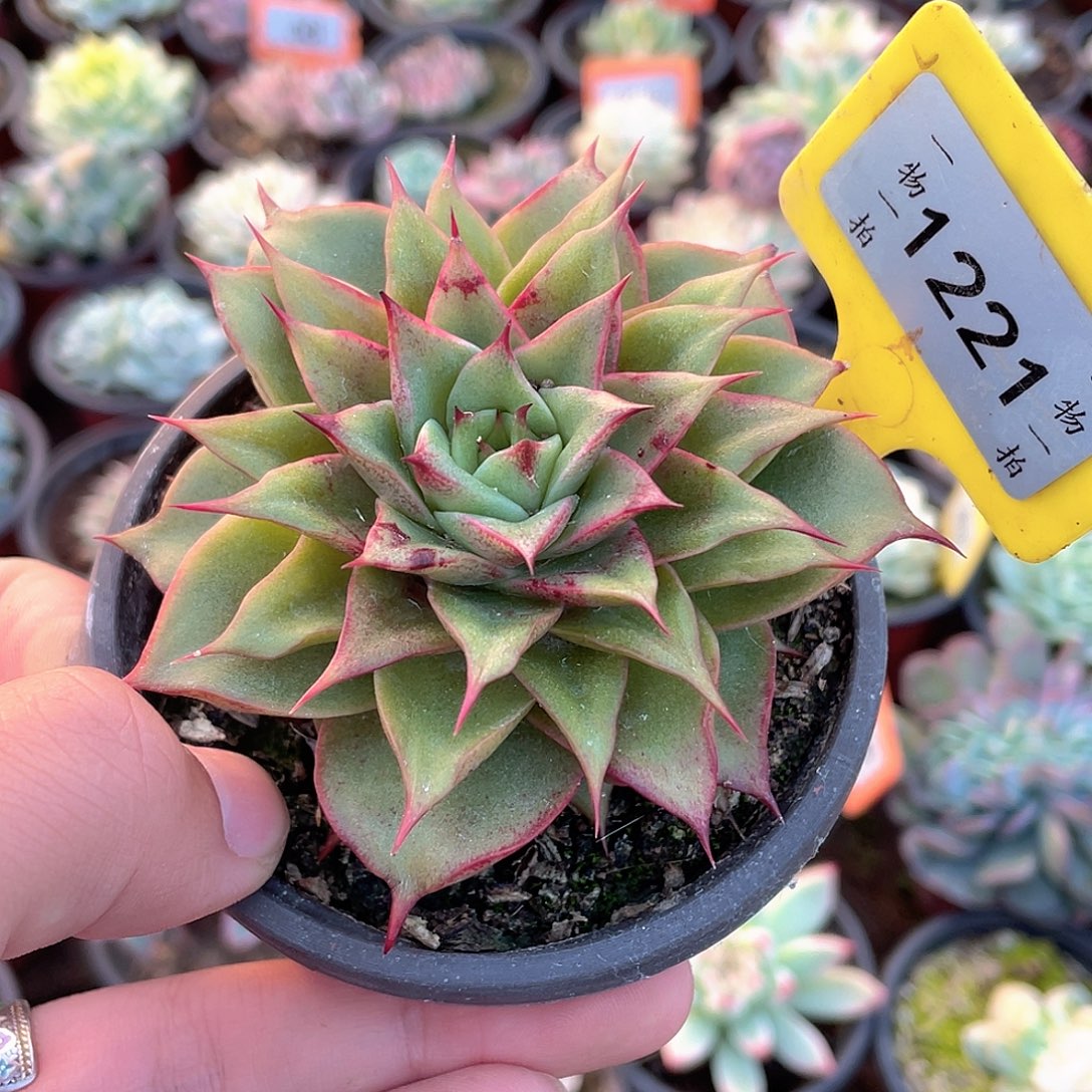 1221号多肉植物盆栽