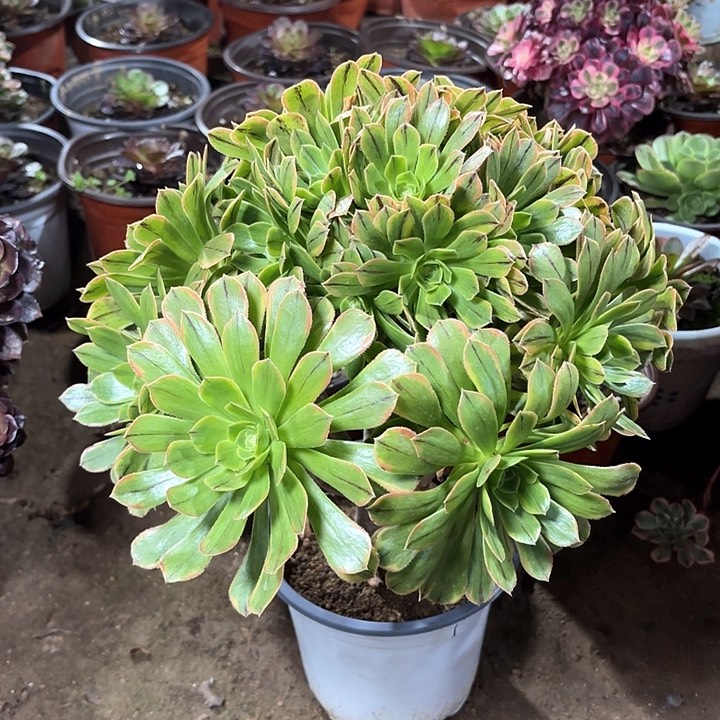 多肉植物法师虞姬37