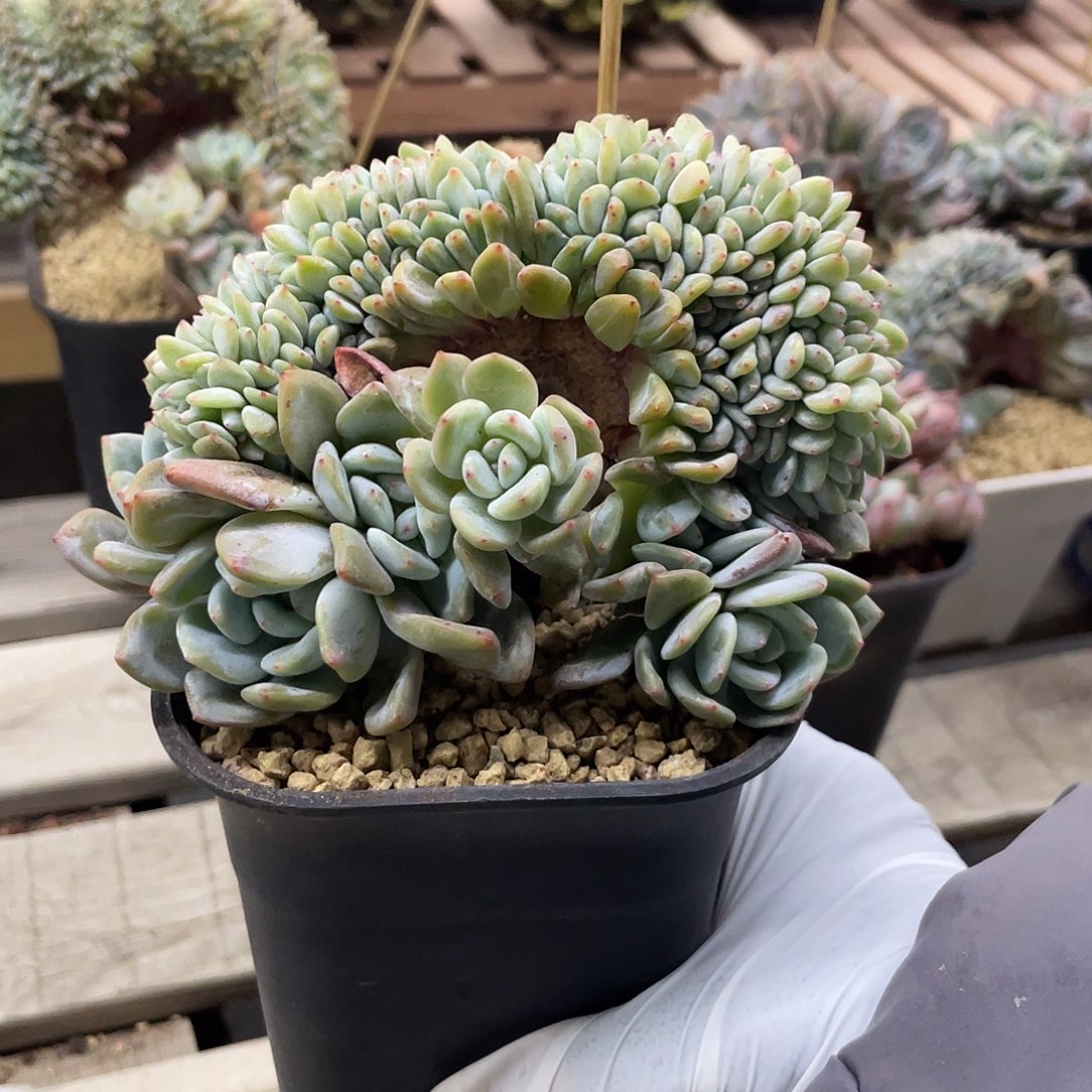 实生星影缀化一个