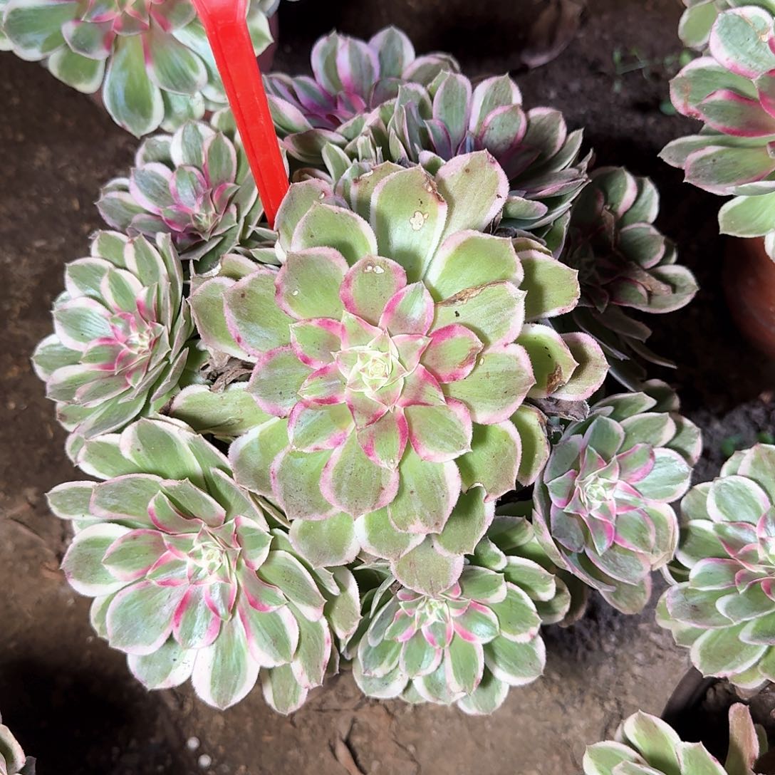 小****4155孔雀翎多肉法师