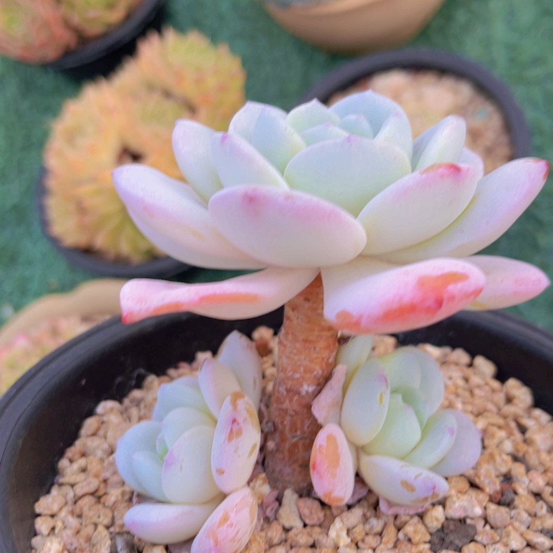 冷香02150多肉植物