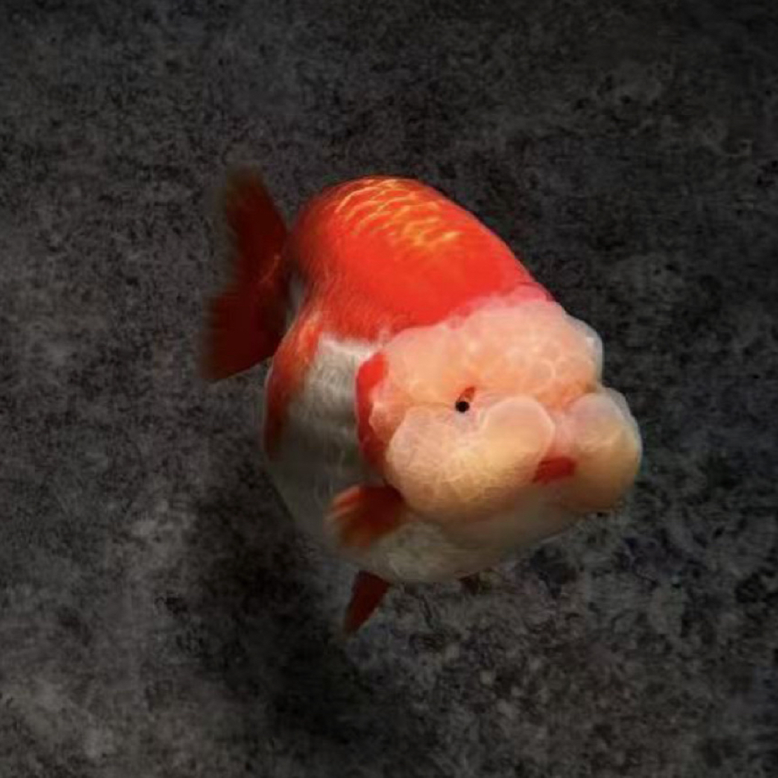 精品玛丽兰寿观赏鱼无开箱视频无售后 直播间马印灯效果介意勿拍