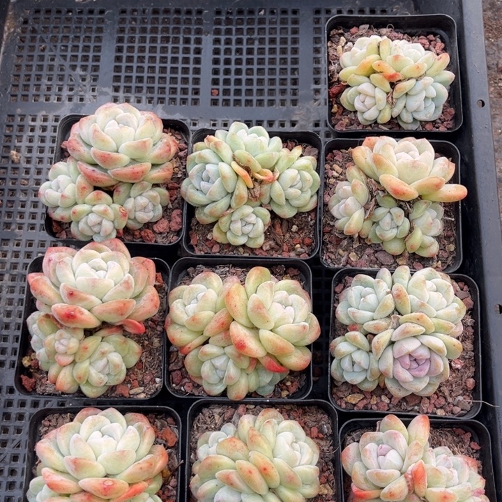 冰玉多肉七方盆一组10个3号