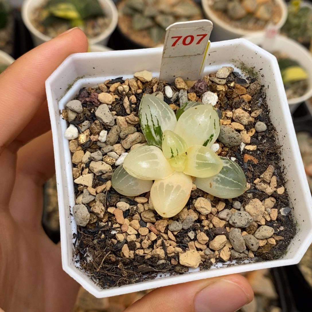 707糯玉露多肉植物
