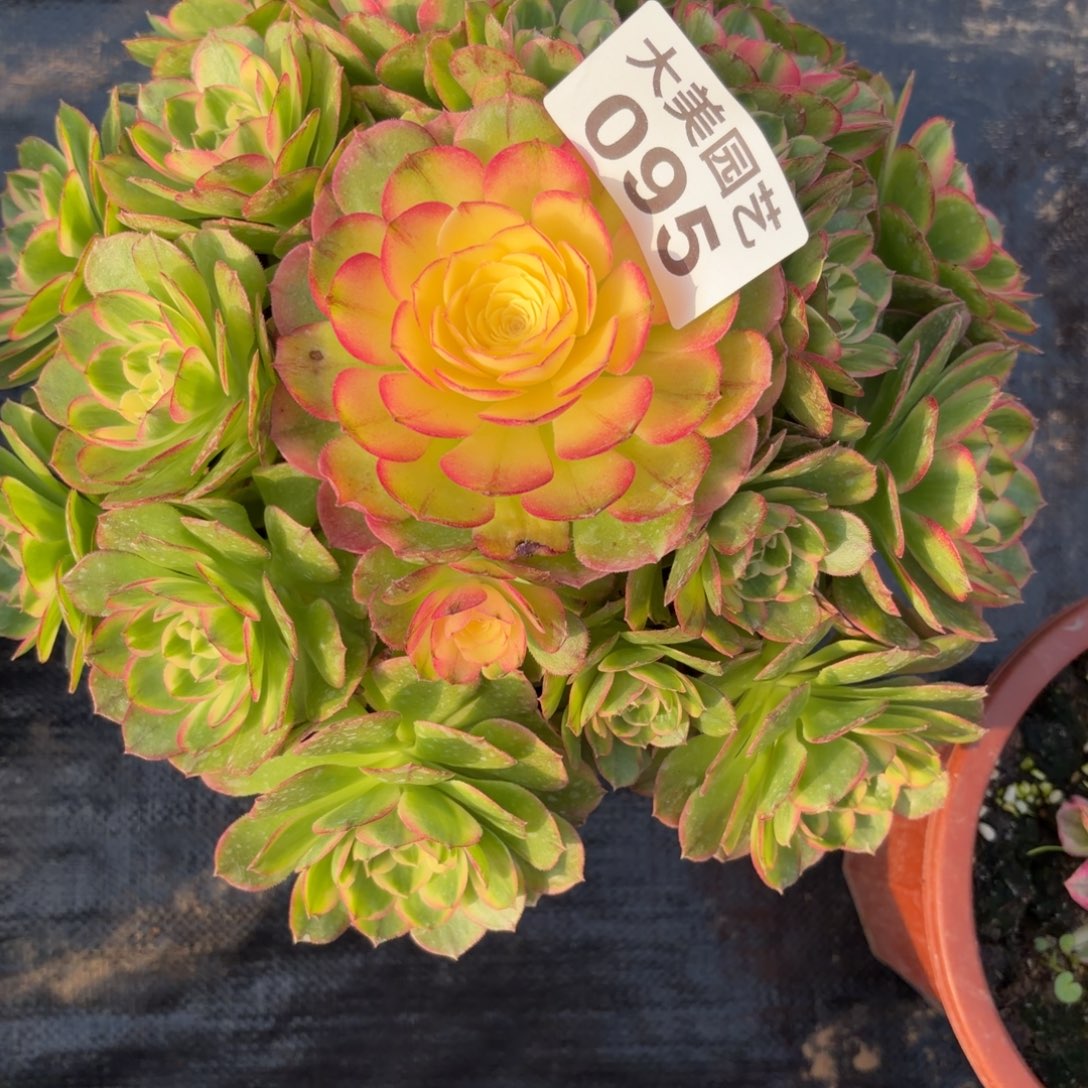 ****温海仙儿老桩095肉肉肉肉