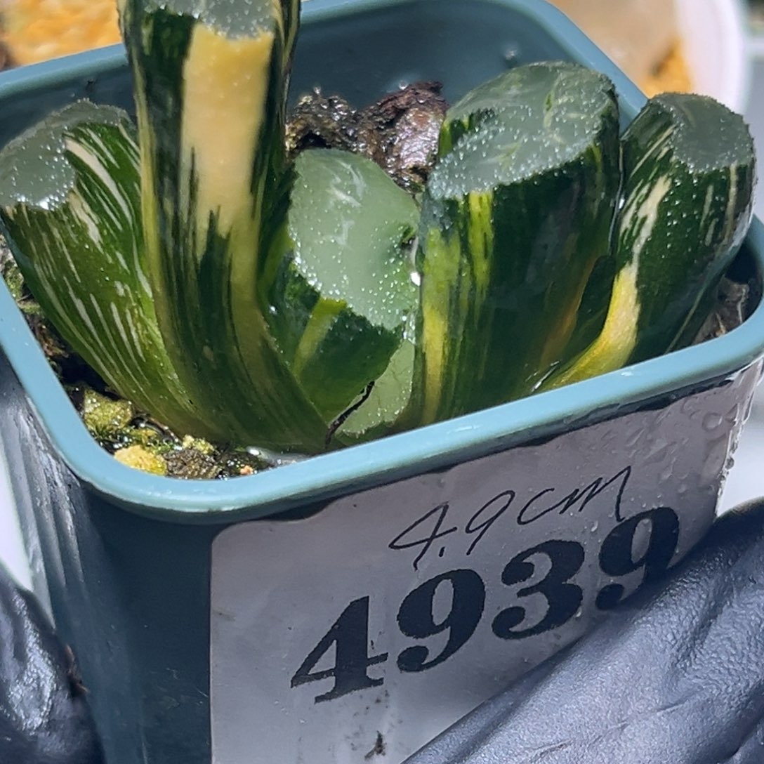 恭喜发财大吉大利4939
