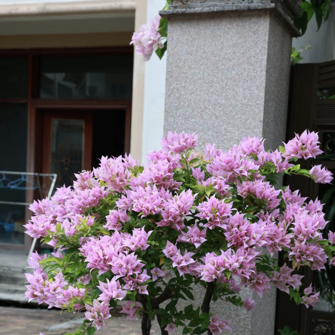 【一物一拍】三角梅盆栽带花运输掉花落叶属于正常现象介意慎拍