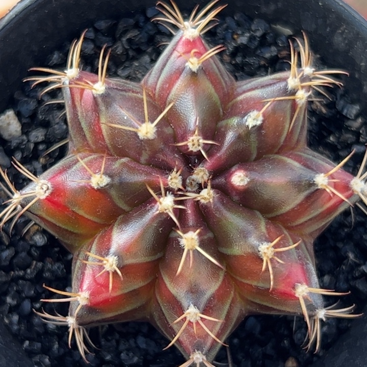 泰国米哈仙人球15