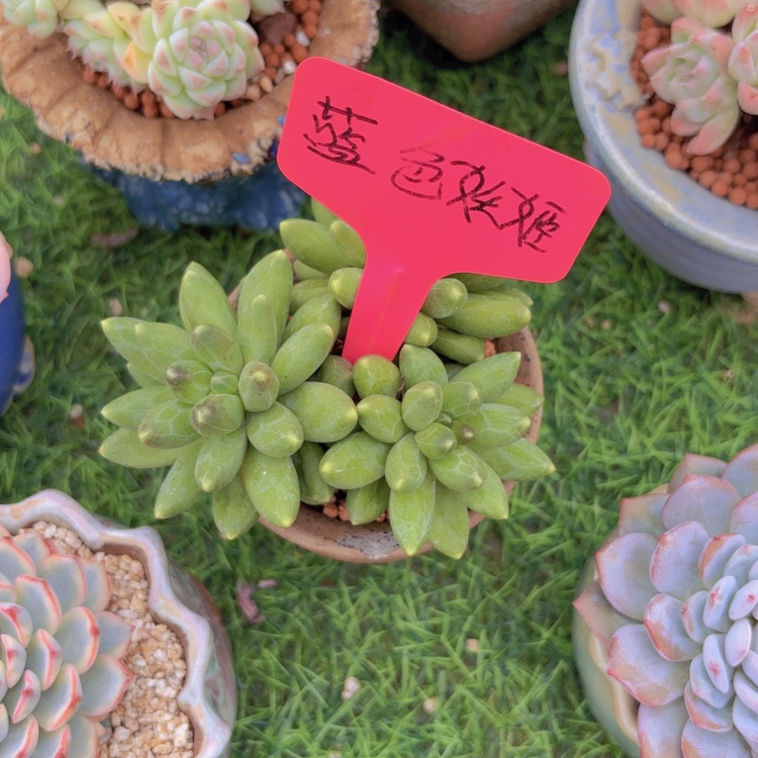 *****我的小可爱们都好可爱