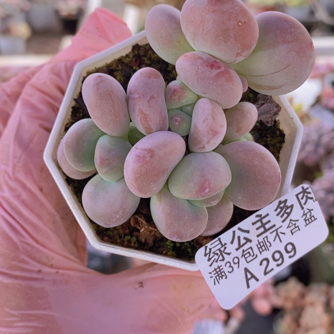 腰子洛神6cm299多肉植物
