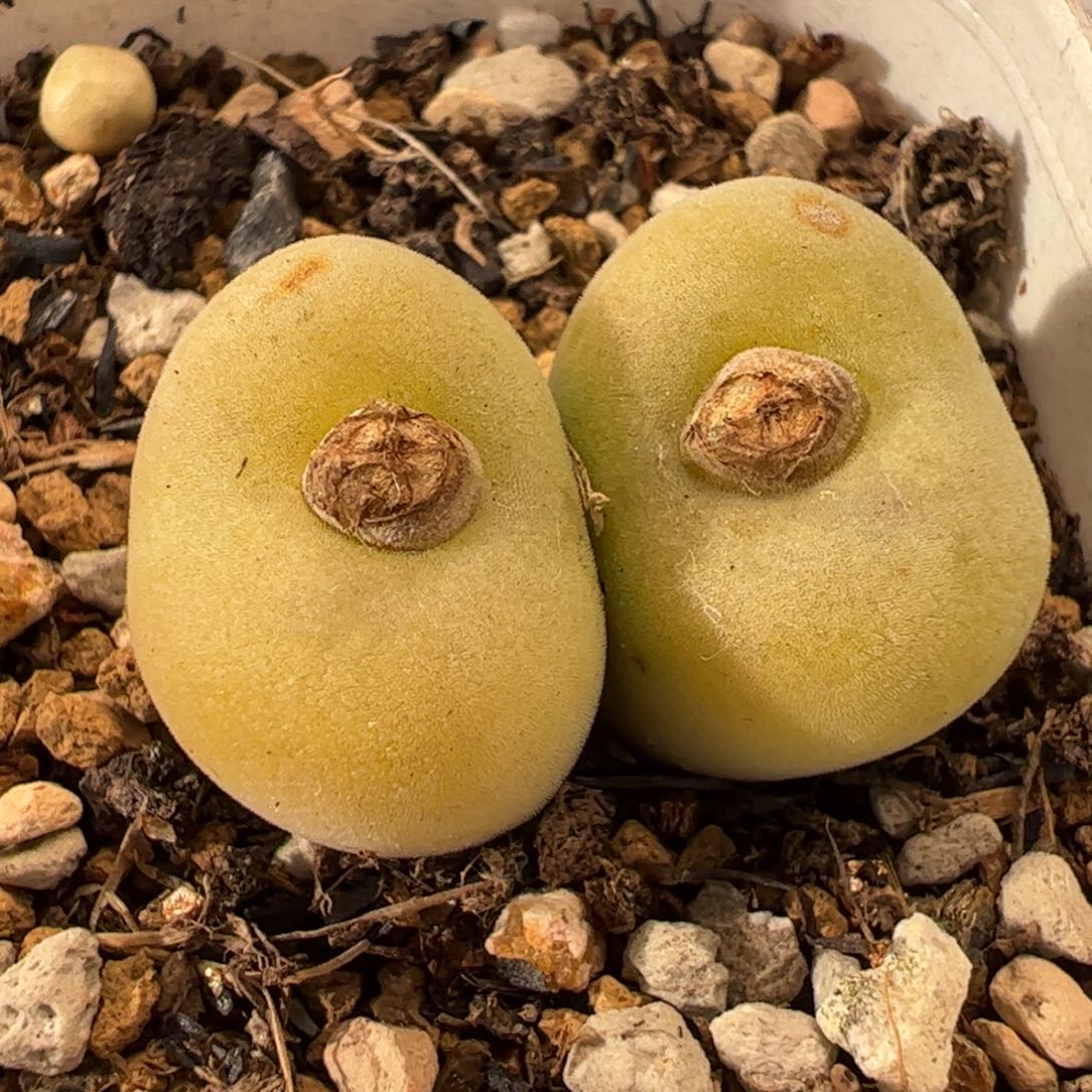 063多肉植物组合