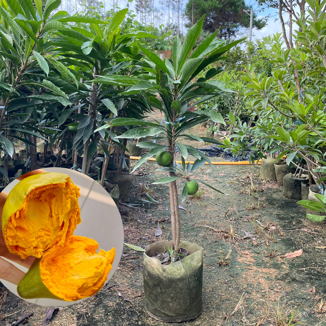 寿桃鸡蛋果蛋黄果树苗口感软糯香甜盆栽地栽阳台种植可种植