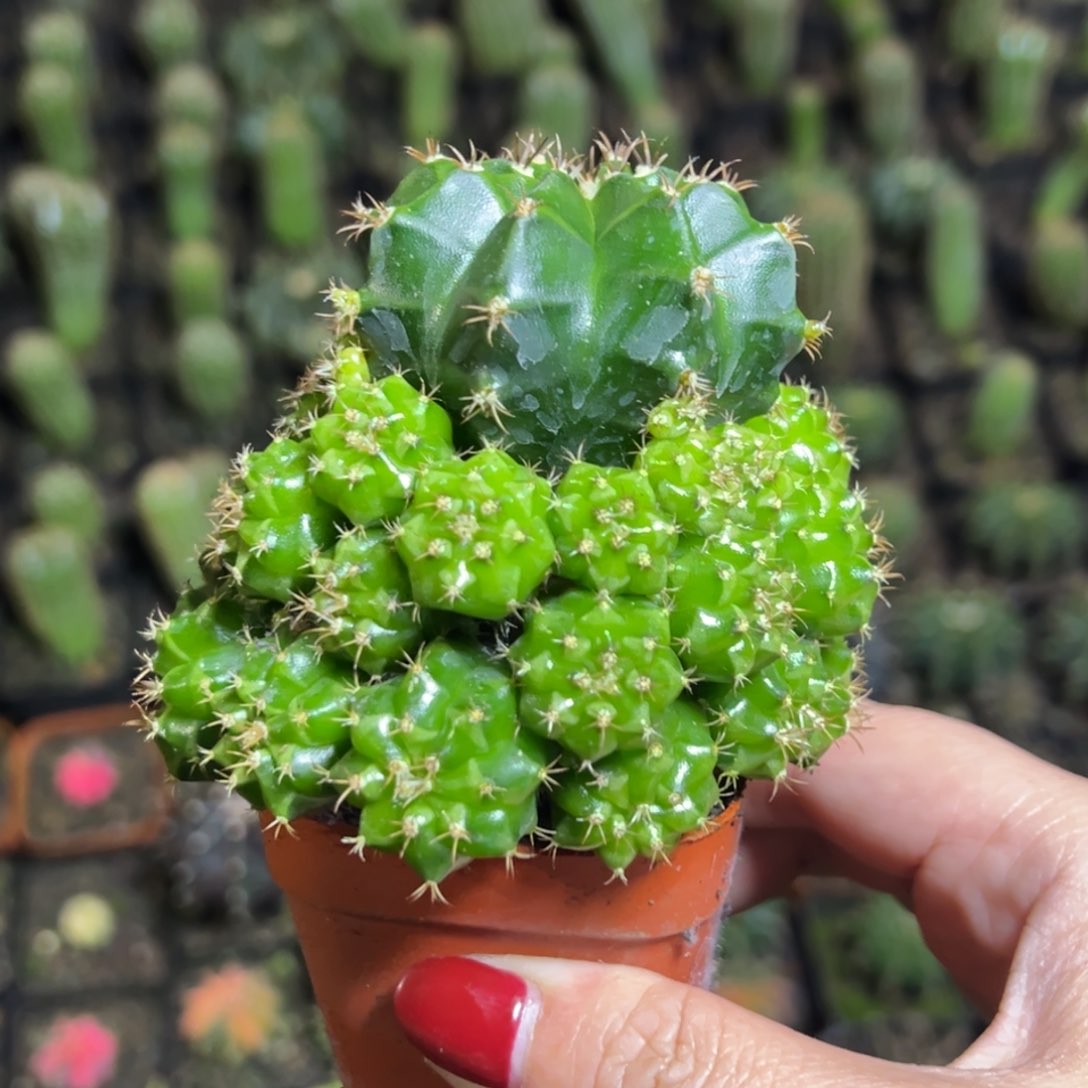 子吹牡丹，带盆土发货