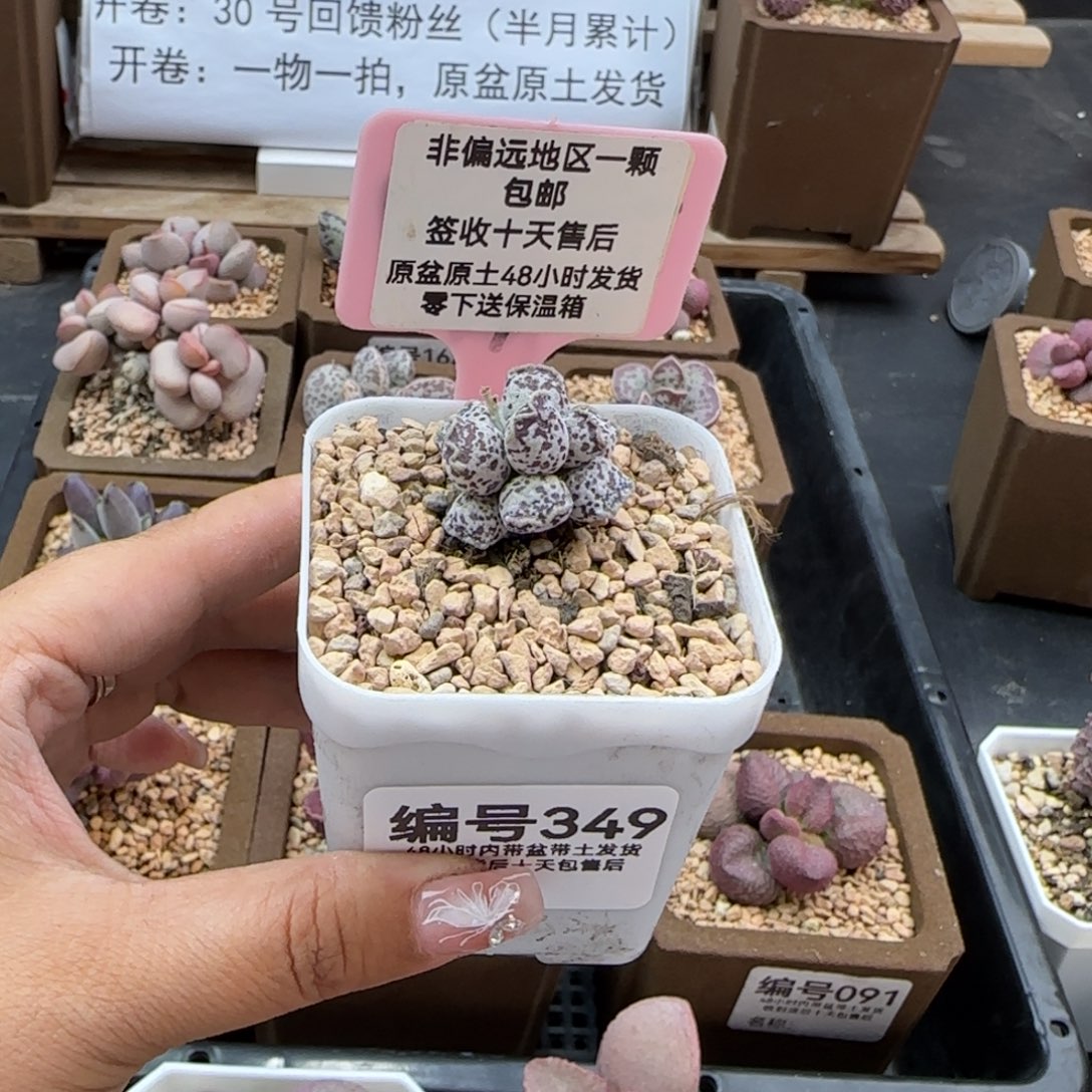 349达摩海报多肉植物