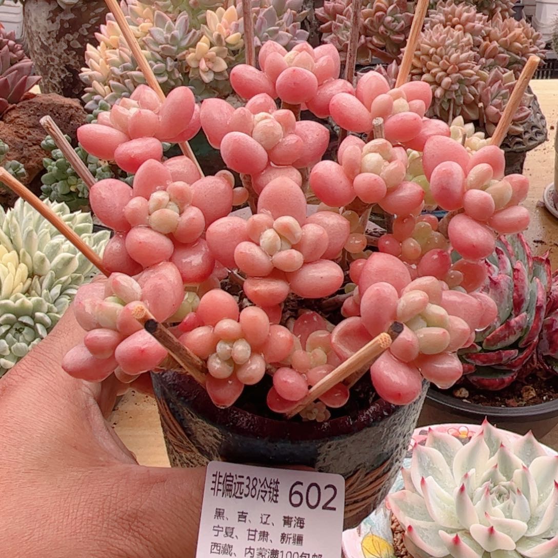 602鱼子酱德华多肉