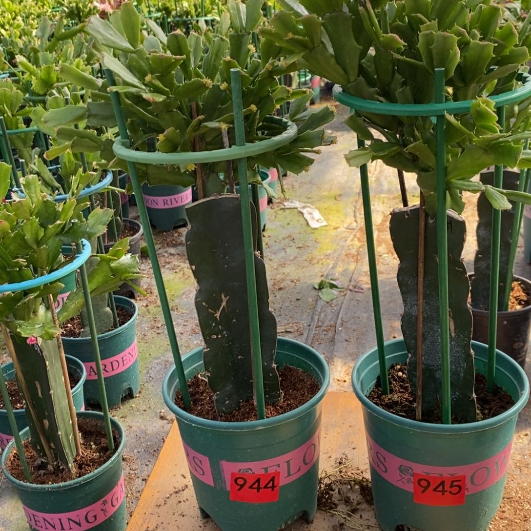 良***方无花朵944.945嫁接081