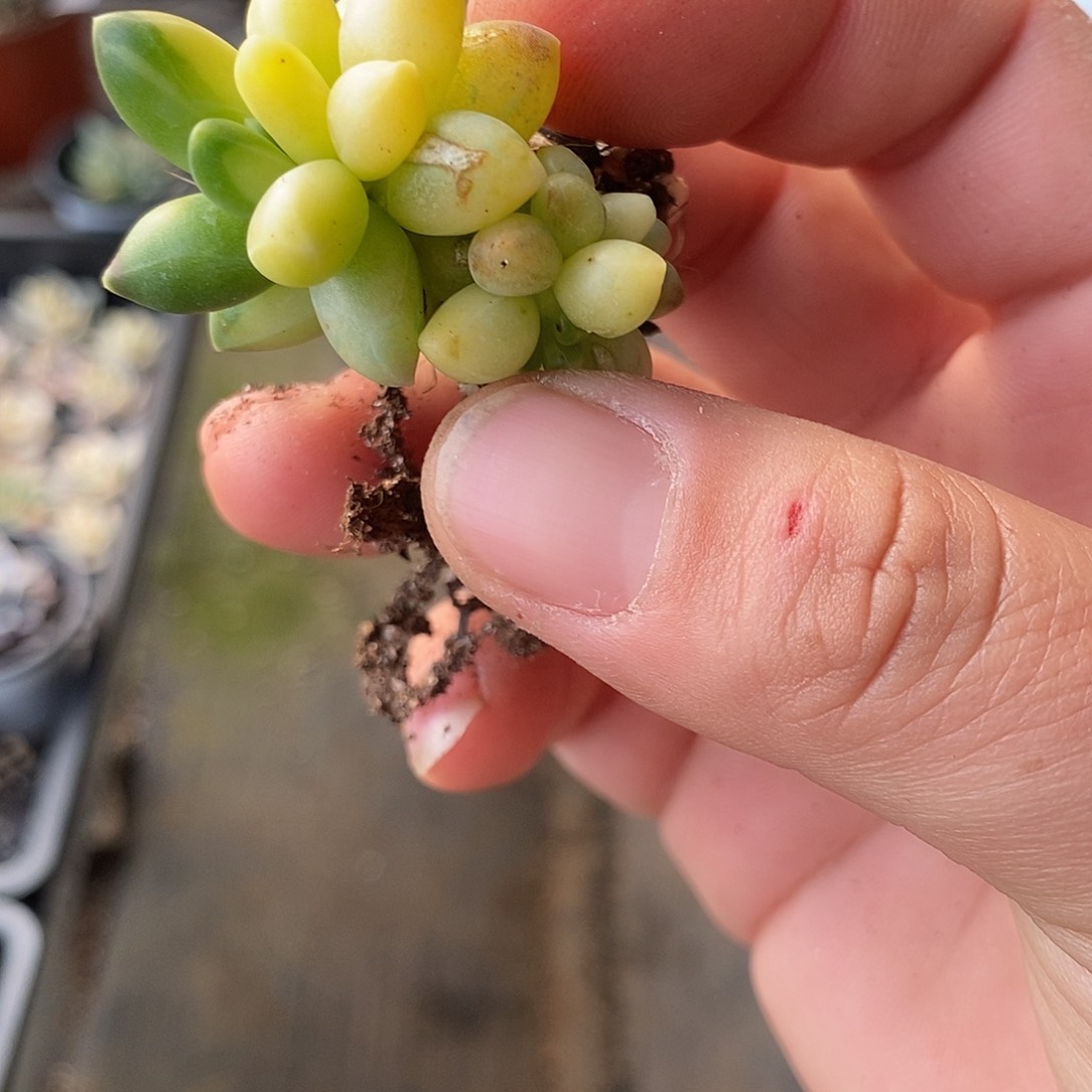 1196千代田锦多肉植物哇啦塞