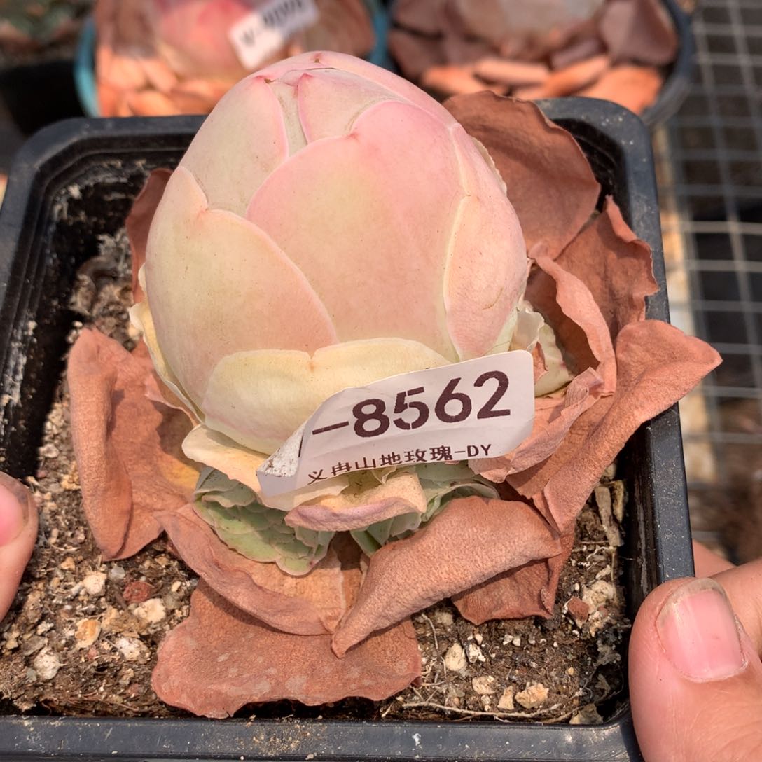 8562原包子帕g g v c
