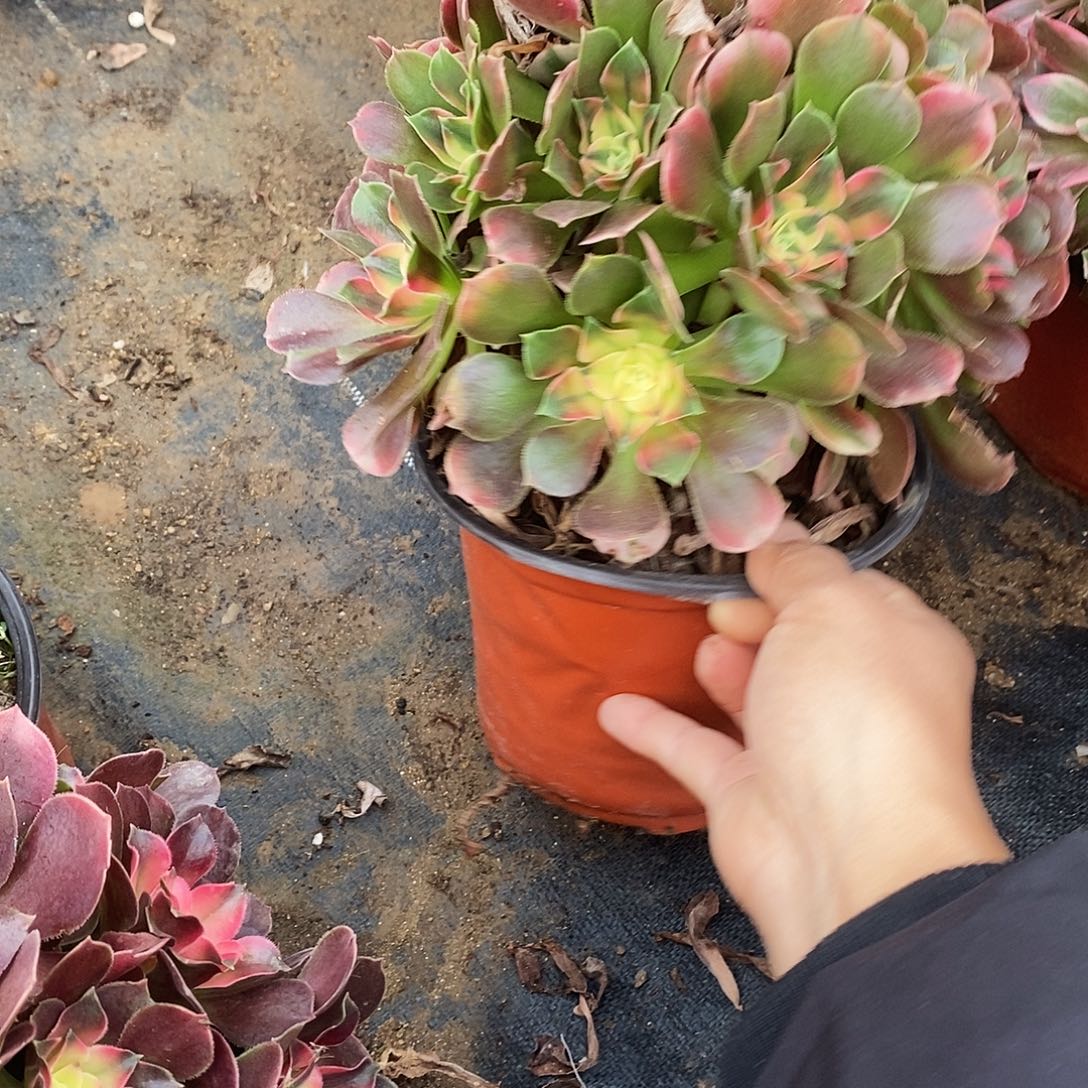 甜***麻203香妃多肉法师锦