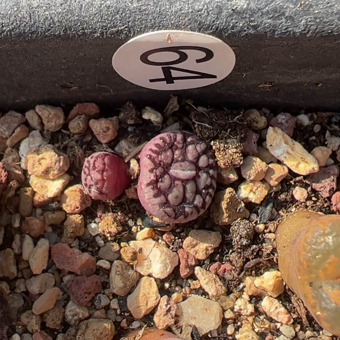 多肉植物111111111111111