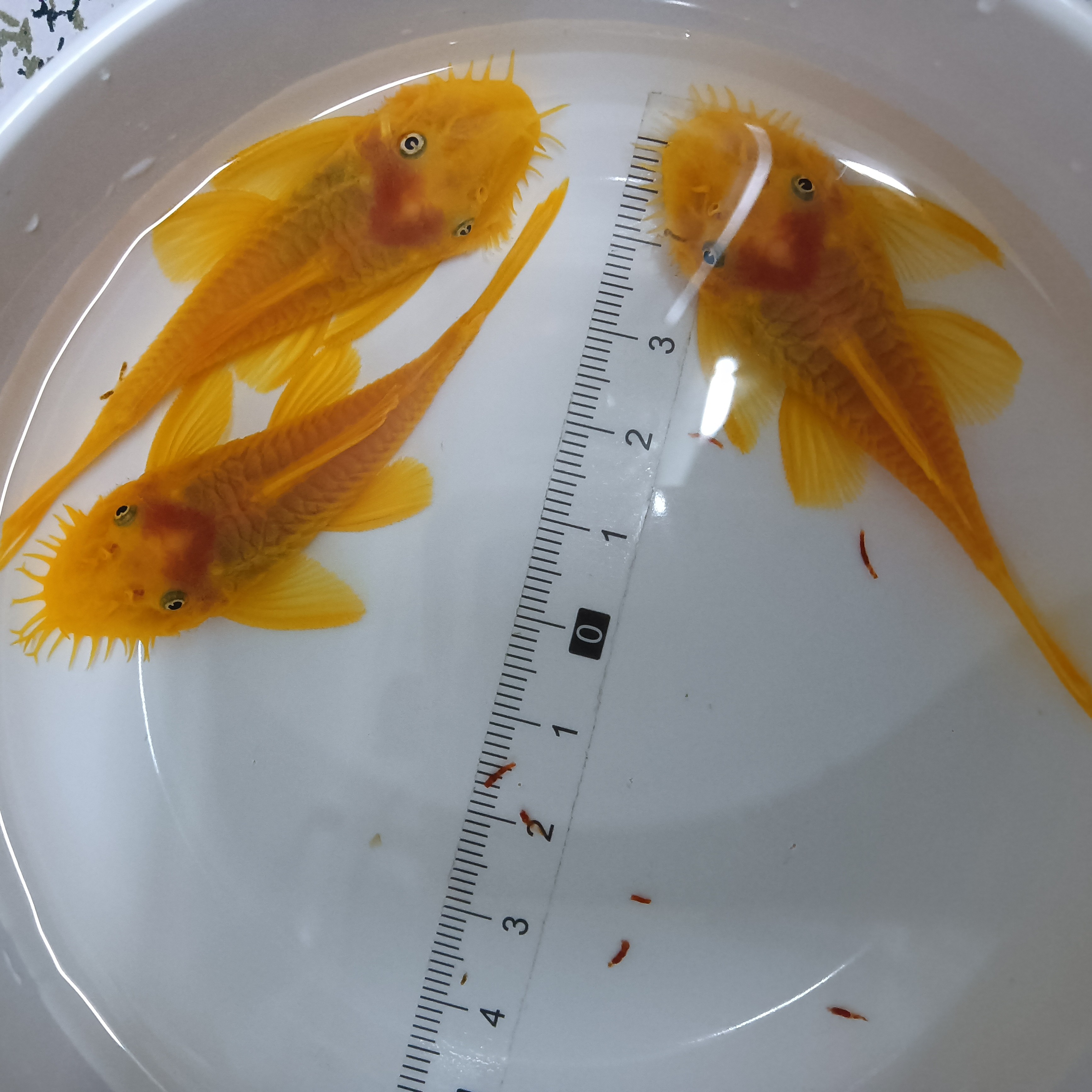 【入缸不售后】正宗台系黄金胡子大鱼异形除藻工具鱼小型热带观赏鱼